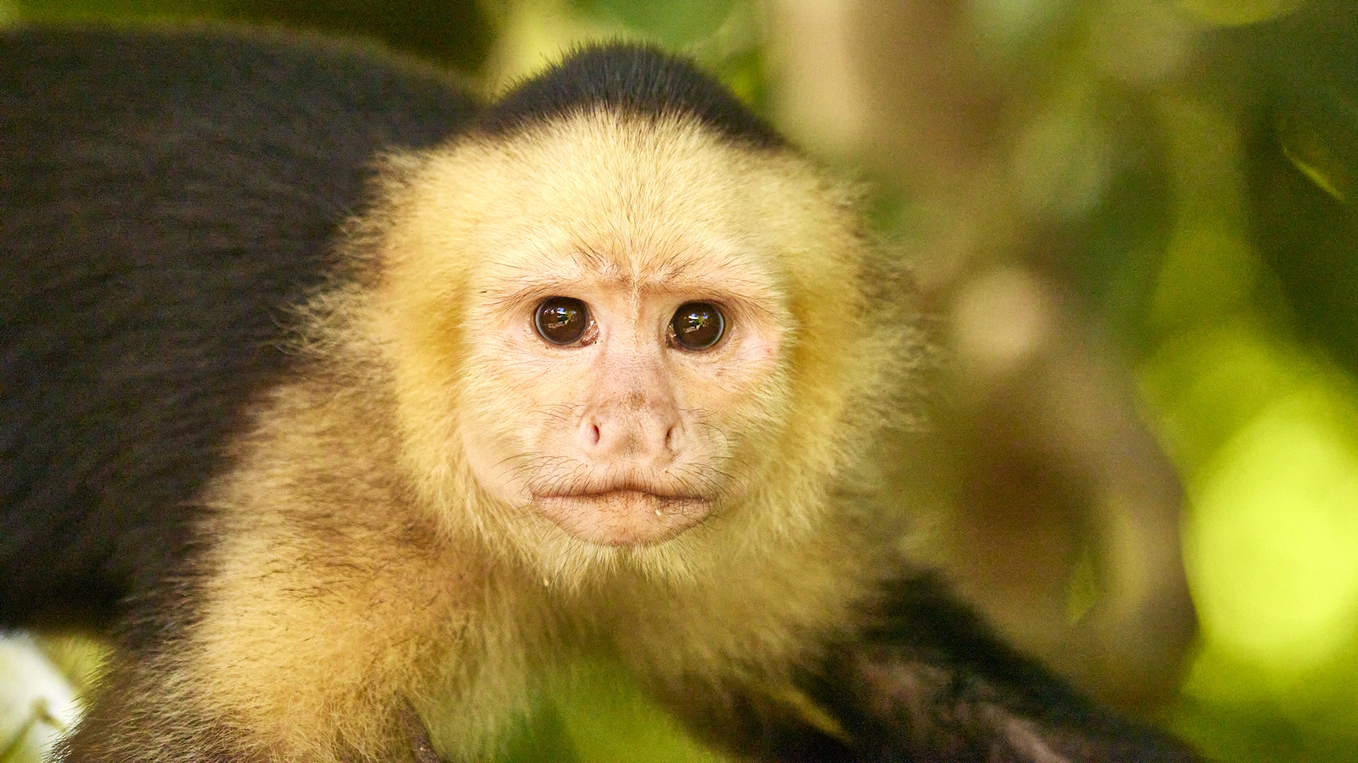 Capuchin monkey looking back - image 10